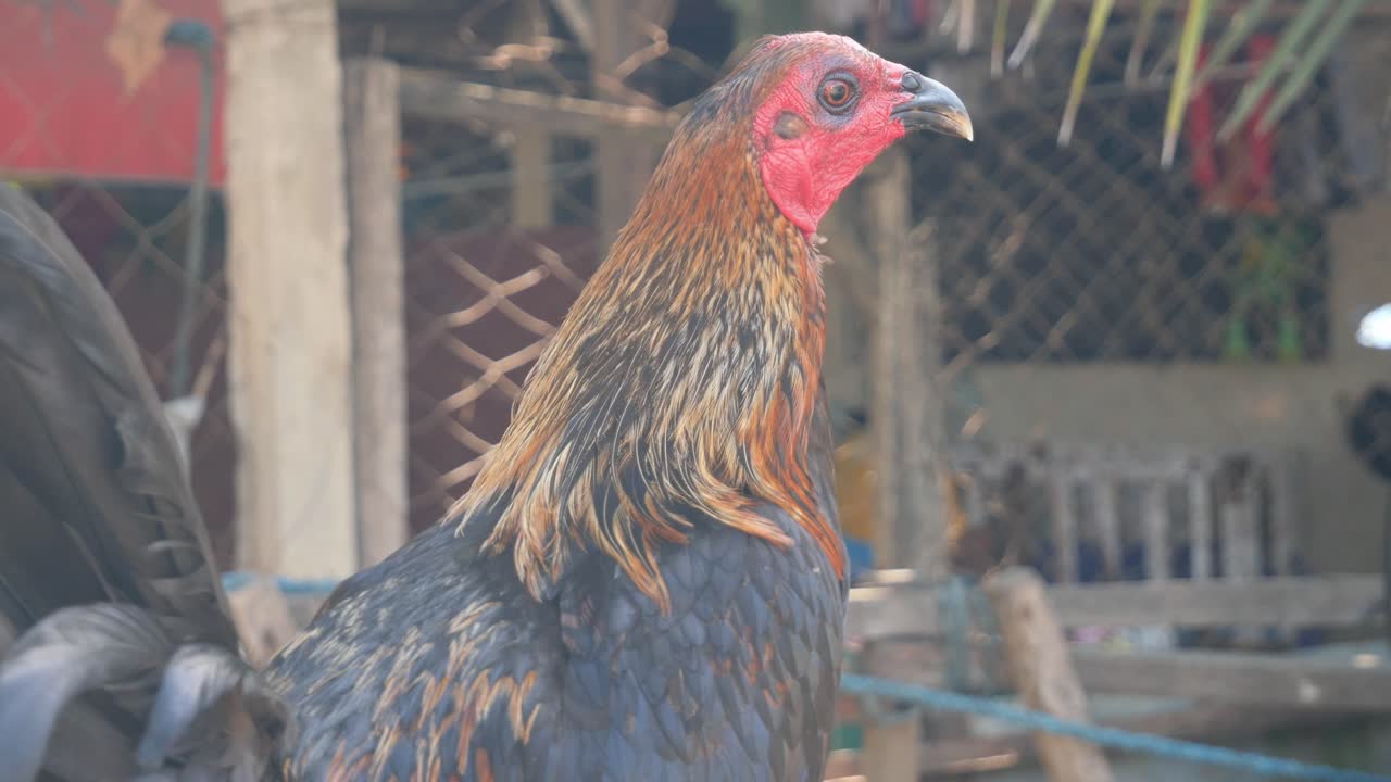 gran y hermoso gallo sentado en un poste mirando a su alrededor en un vecindario rural en las filipinas - de cerca