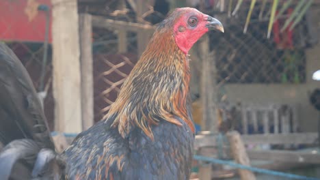 big and beautiful rooster sitting on a pole looking around in a rural neighborhood in the philippines - close up