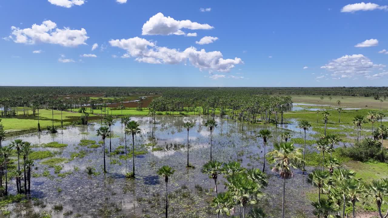Mangrove Skyline At Parnaiba In Piaui Brazil. Parnaiba Delta Landscape. Mangrove Skyline. Mangrove Skyline At Parnaiba In Piaui Brazil. Safari Delta Of The Americas. Delta Swamp