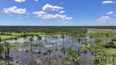 mangrove skyline at parnaiba in piaui brazil. parnaiba delta landscape. mangrove skyline. mangrove skyline at parnaiba in piaui brazil. safari delta of the americas. delta swamp
