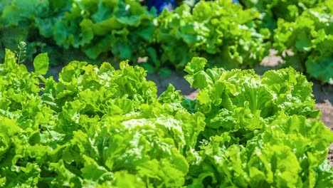 Fresh-juicy-lettuce-getting-watered-on-farmland,-close-up