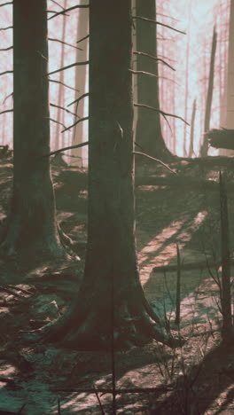 bosque muerto: secuelas de un devastador incendio forestal