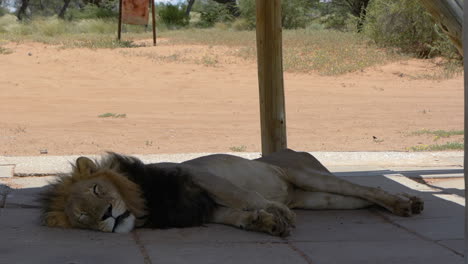 Schwarzmähnenlöwen,-Die-Im-Schatten-Eines-Lagers-Auf-Dem-Campingplatz-In-Kgalagadi,-Botswana,-Schlafen