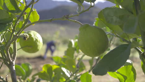 lemon tree and farm worker digging with spade in the background