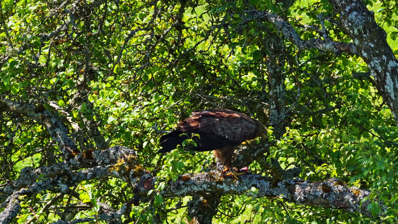 Big eagle eating prey high up in a tree in slow motion