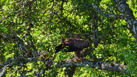 big eagle eating prey high up in a tree in slow motion