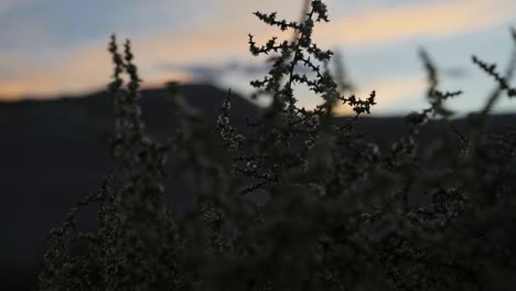 Close-up-of-desert-shrubs-in-the-Little-Sahara-desert-located-in-Utah-during-a-beautiful-colorful-sunset