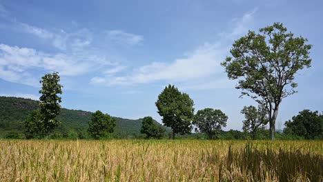 Arroz-Y-Paisaje-Del-Parque-Nacional-Pha-Taem-Al-Fondo