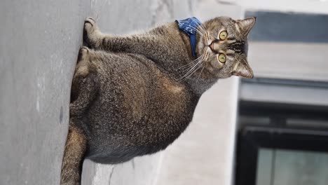 close-up of a domestic cat wearing a blue collar