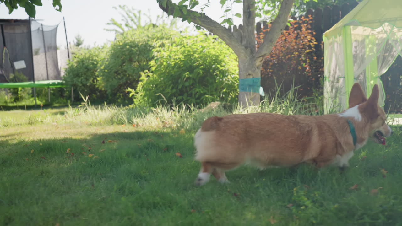 Peaceful Corgi Enjoying Warm Outdoor Surroundings, Serene Pet Lying Beneath Shady Tree By Colorful Garden, Calm Dog Lying Quietly On Sunkissed Grass Near Vibrant Plants And Play Area