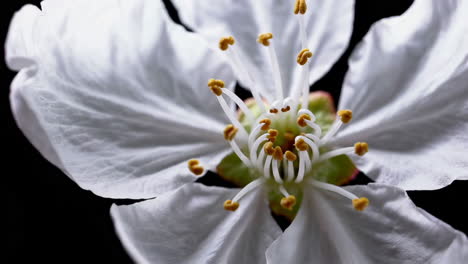 close-up of white flowers on a black background
