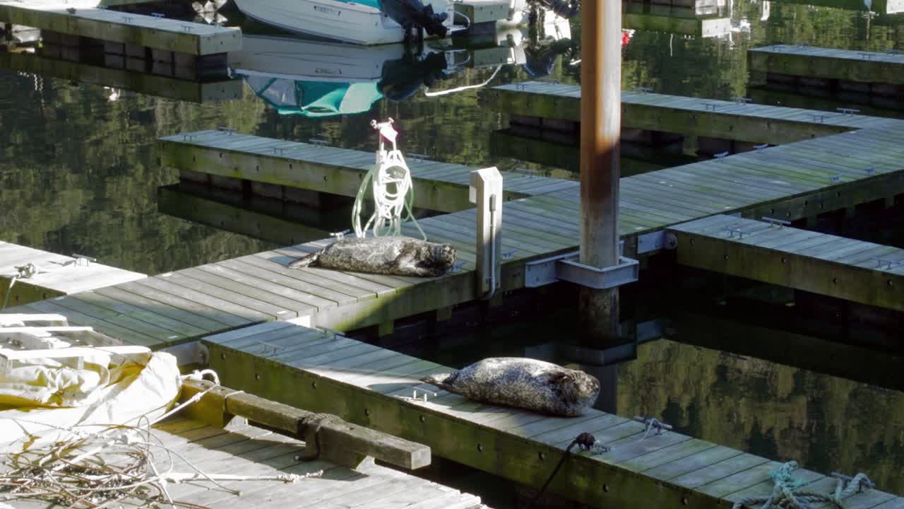Two Harbour Seals Lounging on a Pier in Horseshoe Bay, British Columbia, Canada