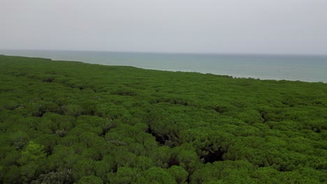 Bosques-De-Pinos-Pinares,-Playa-Toscana-Italia