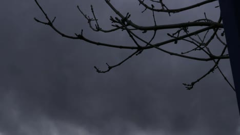 timelapse of dark storm clouds passing by a tree in winter