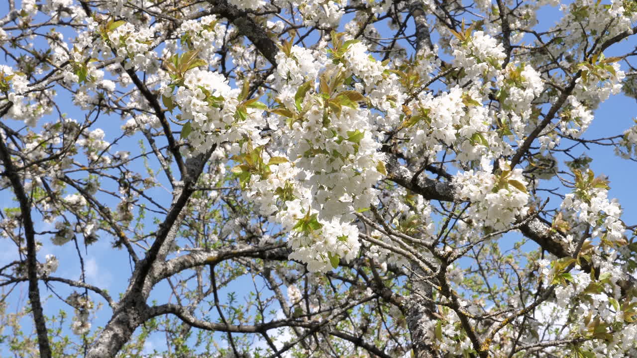 Slow motion shot in 4K of spring cherry blossoms in white with blue sky in the back