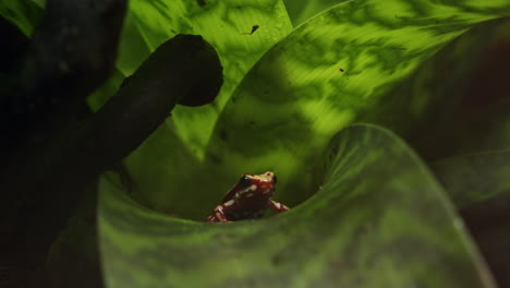 rana de flecha venenosa roja y blanca de anthony