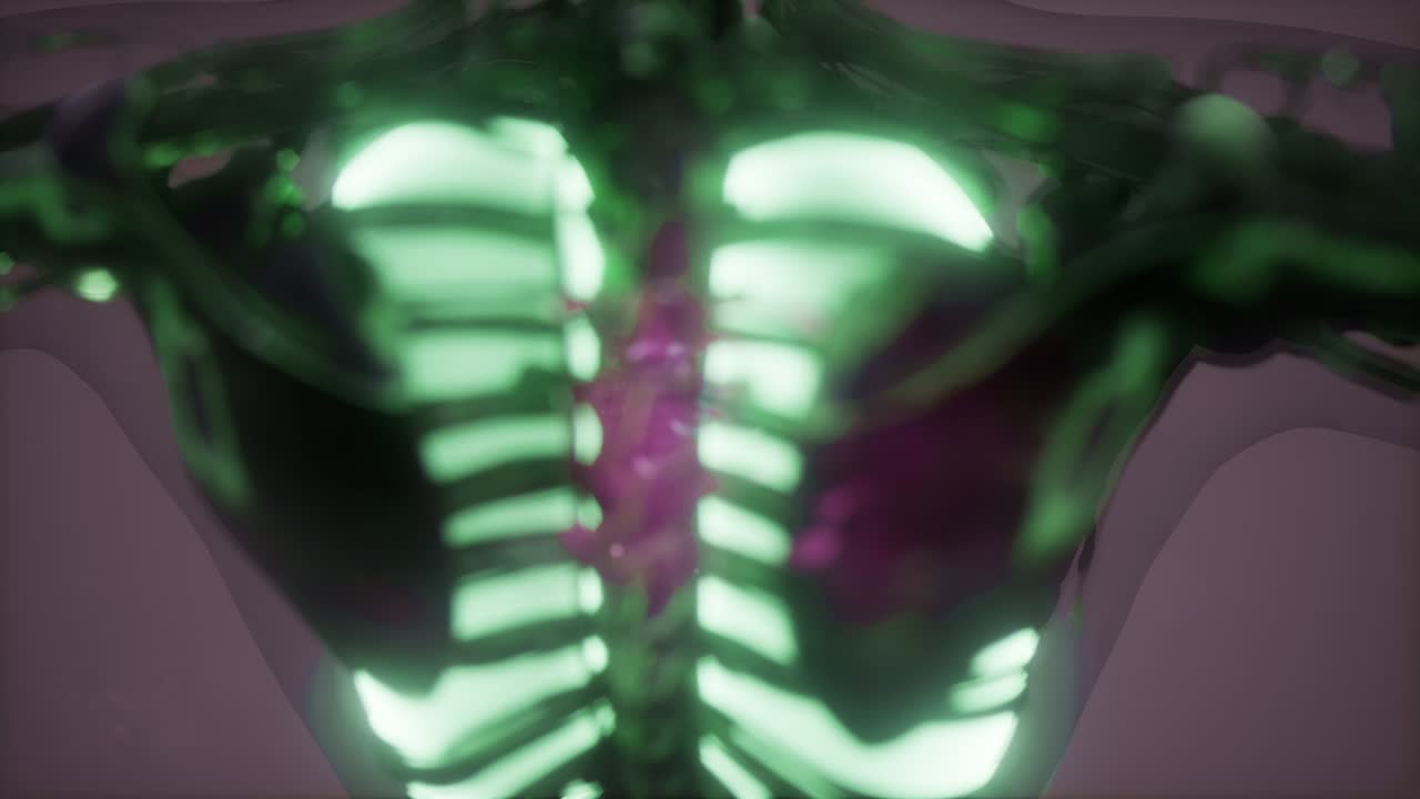 человеческое тело с видимыми легкими