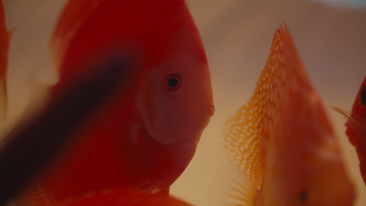 Red and Gold Fish in Aquarium