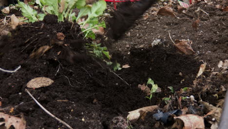 Close-up-of-small-garden-shovel-digging-up-weeds-in-garden-and-cleaning-out-leafs