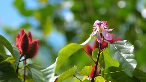 achiote floreciendo en primavera hawaii