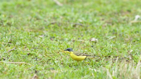 lavanderas amarillas entre ovejas en pasto pradera