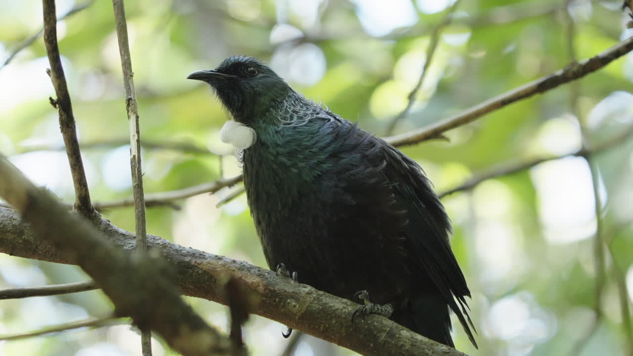 el pájaro tui posado en la rama de un árbol en wellington (nueva zelanda) - de cerca