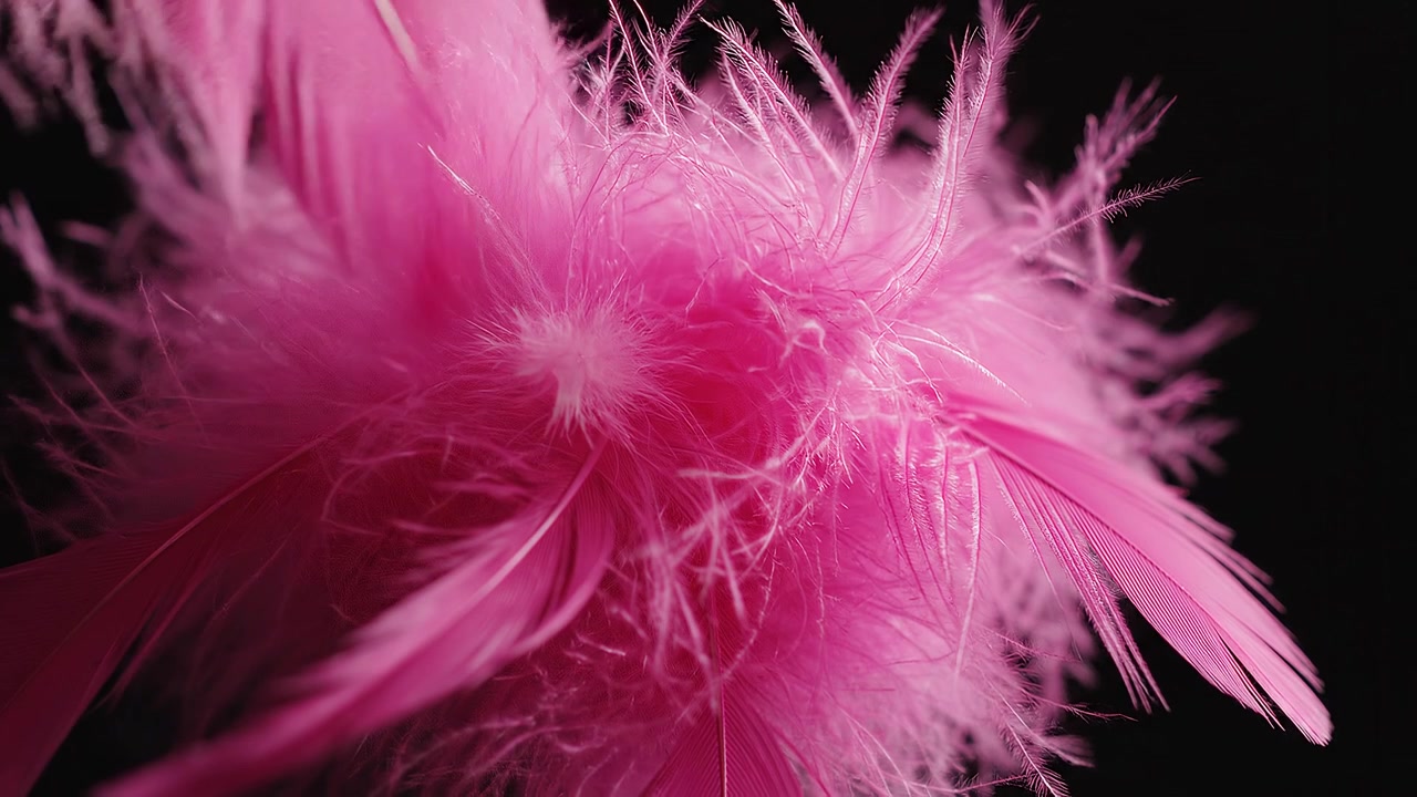 Macrofotografie van zachte felroze pluizige veren op zwart.