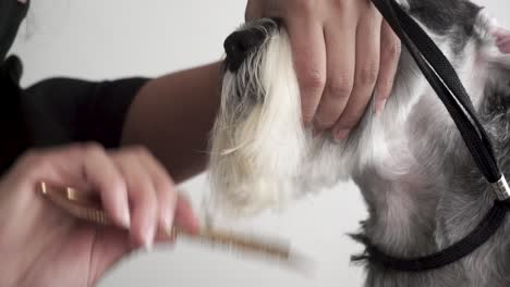 miniature schnauzer has face fur combed by dog groomer