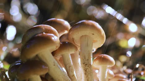 armillaria mushrooms of honey agaric in a sunny forest in the rain.