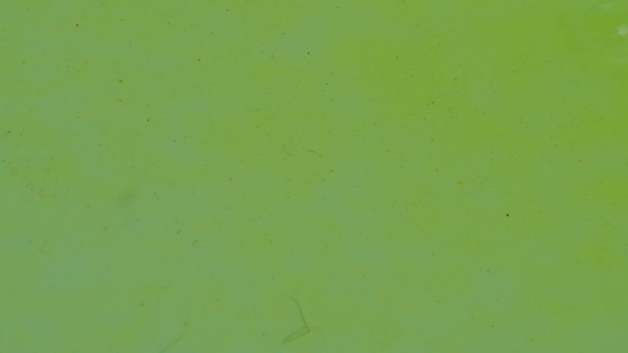 fluido amarillo pegajoso con hebras de piel de perro lavadas con agua