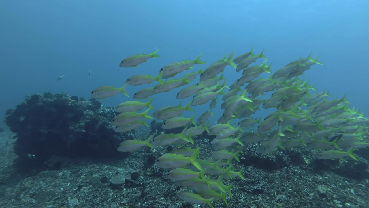 un gran grupo de peces cabra amarillos nadan en el agua azul sobre el fondo de los corales. peces cabra de aleta amarilla - mulloidichthys vanicolensis, bali, oceanía, indonesia