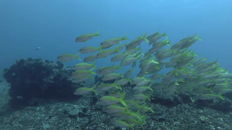 un gran grupo de peces cabra amarillos nadan en el agua azul sobre el fondo de los corales. peces cabra de aleta amarilla - mulloidichthys vanicolensis, bali, oceanía, indonesia