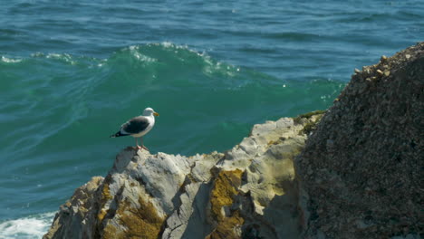 seagull sitting on cliff with wave crashing behind