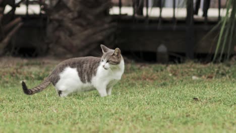 Gray-and-white-cat-looking-around-and-moving-tail-on-green-grass-with-palm-tree-in-background