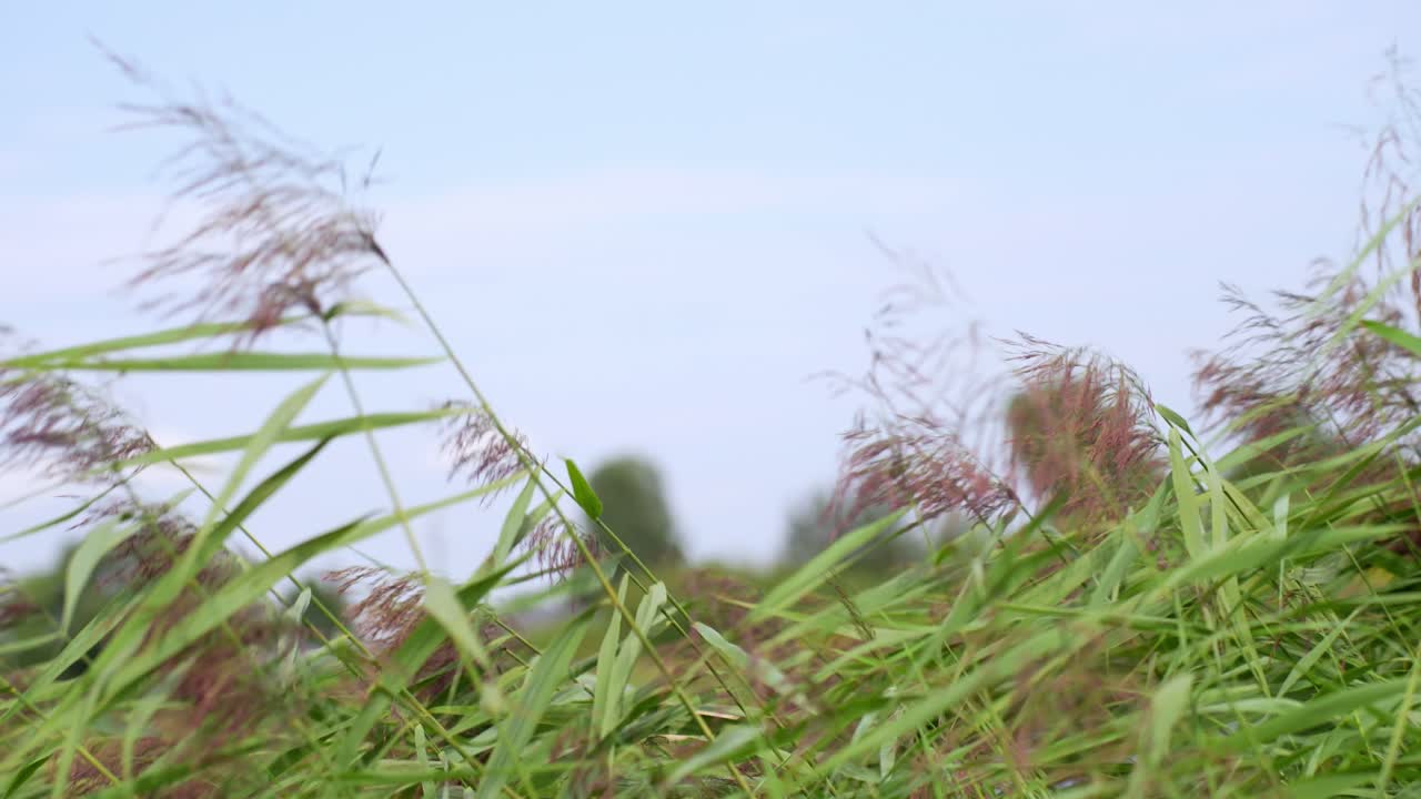 jelgava 자연 보호 구역에서 돌풍에 흔들리는 키 큰 갈대 식물