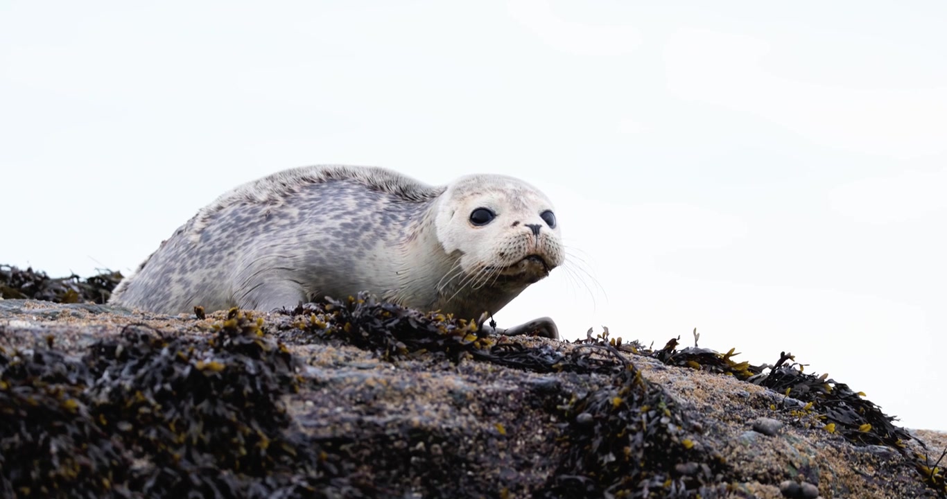 Una giovane foca comune con un morso di squalo si affaccia da rocce costiere frastagliate in un habitat marino remoto, con il morso di squalo ben visibile.