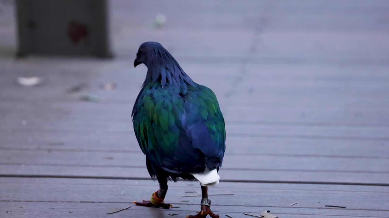 나무 길 을 고 있는 비둘기