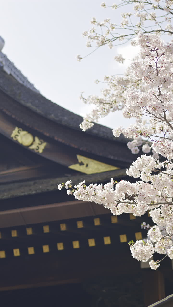 Exploring the beauty of Fushimi Inari in Kyoto, Japan during cherry ...