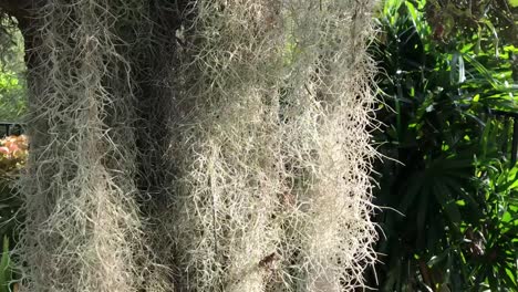 Musgo-Español,-Planta-Con-Flores-Colgando-De-Un-árbol-Del-Sur-De-Florida