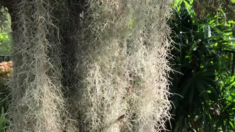 musgo español, planta con flores colgando de un árbol del sur de florida