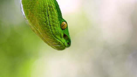 The-White-lipped-Pit-Viper-is-a-venomous-pit-viper-endemic-to-Southeast-Asia-and-is-often-found-during-the-night-waiting-on-a-branch-or-limb-of-a-tree-near-a-body-of-water-with-plenty-of-food-items