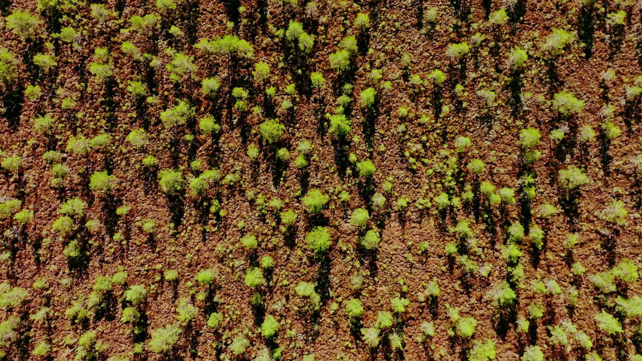 Top down aerial of swamp vegetation grid at Kemeri Park near Slokas Lake, spring
