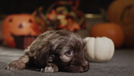 a cute australian shepherd puppy lies near the pumpkins. halloween decorations