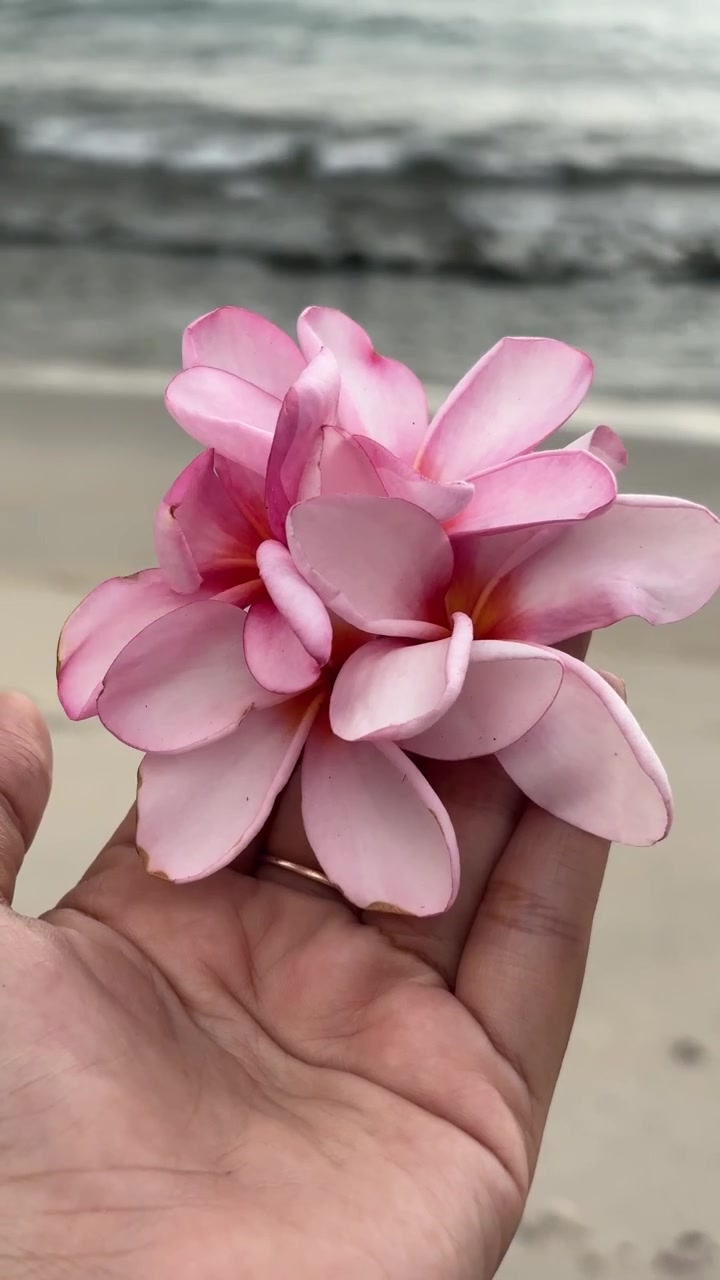 Mano che tiene fiori di plumeria rosa sulla spiaggia