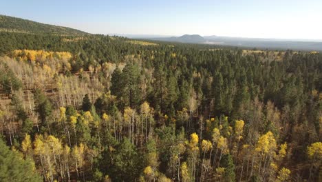 Drone-Aéreo-Pasa-Sobre-Un-Bosque-De-Pinos-Dividido-Por-Parches-De-Hojas-Y-árboles-De-álamo-Amarillo,-Asta-De-Bandera,-Arizona