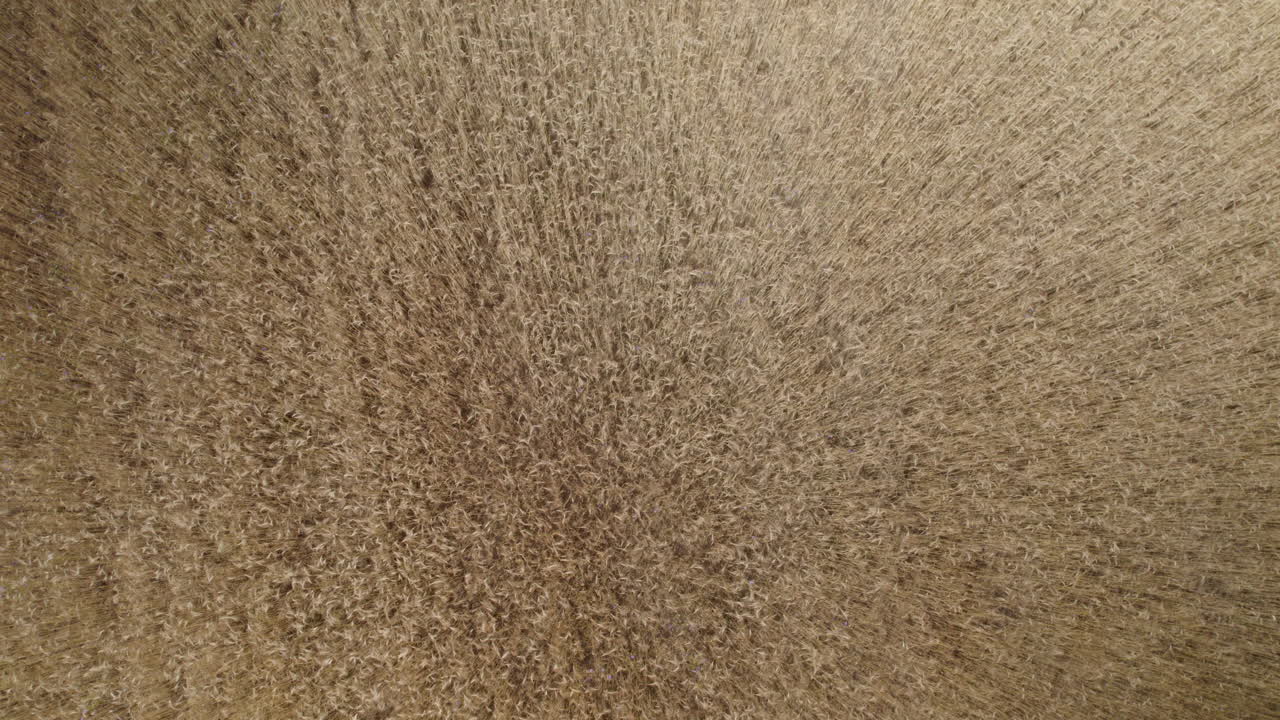 escena agrícola, dando vueltas alrededor de un mar de campos de grano, aérea de arriba hacia abajo