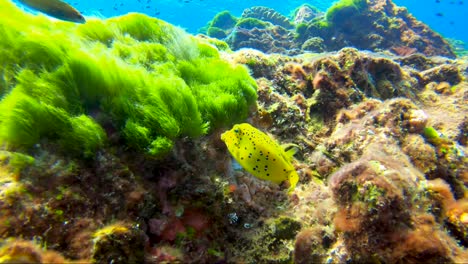 pez caja amarilla comiendo en arrecifes de coral tropicales y luego nadando