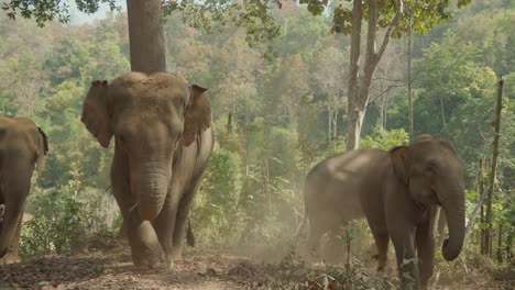 Herd-of-Indian-Elephants-walking-towards-Camera,-Sanctuary-in-Chiang-Mai