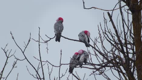 many galah birds sitting on tree branches grooming themselves