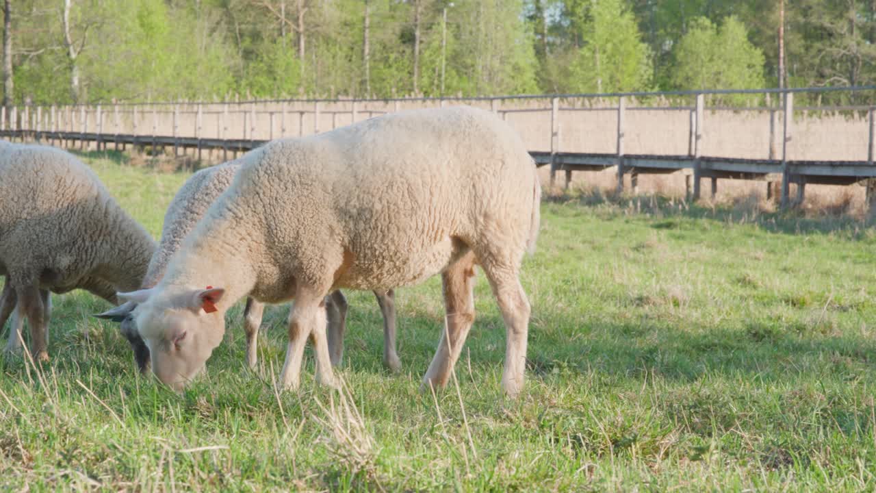 ovejas comiendo hierba en un campo